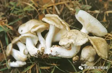地球生物全系列——从单细胞到人类伞菌目—离褶伞科 3 地球生物全系列——从单细胞到人类伞菌目—离褶伞科 3